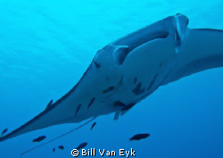 Manta Ray playing at Lady Elliot Island by Bill Van Eyk 